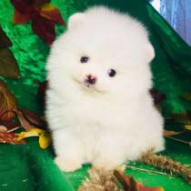 Щеночки Шпица. очаровательные. разные окрасики, в Кинешме