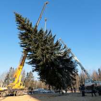 Ёлка живая Новогодняя, в Нижнем Новгороде