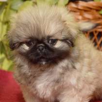 Пекинес Муром, в Муроме