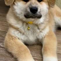 Щенки Акита-ину, в Москве