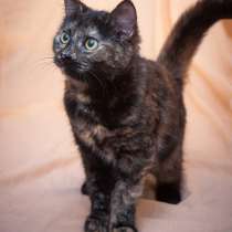 Инопланетянка Триша, домашний трехцветный котенок в дар, в Москве