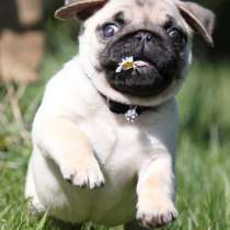 Мопс Новокуйбышев, в Новокуйбышевске