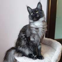 Maine Coon NS