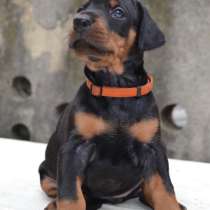 Чистокровные щеночки добермана, в Москве