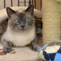 Чудесная Рисинка ищет человека, который не обидит её, в Москве