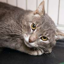 Трогательный Эрик в поисках дома, в Москве