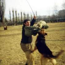 Обучаю собак по ЗКС и ОКД профессионально, в Краснодаре