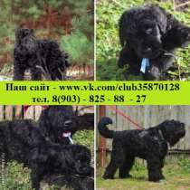 Чёрного терьера первоклассные щенки, в Якутске