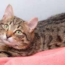 Скоро ли Тоби встретит своего хозяина, в Москве