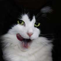 Неординарный котик Василек ищет уютный дом, в Москве