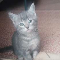 Шотландские котята, в Куровском