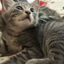 Отдам котенка, в Хабаровске