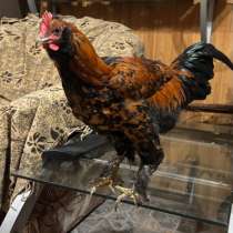 Петухи, в Москве