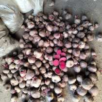 Продам овощи оптом, в Москве