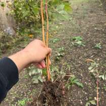 Рассада малины, в Москве