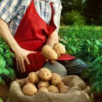 Разнорабочий на производство по выращиванию картофеля, в г.Тверь