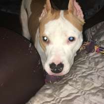 Бесплатно, в Москве