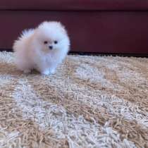 Шпиц мини белый снег, в г.Варшава