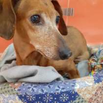 Зоогостиница BookingCat Люберцы/Жулебино, в Люберцы