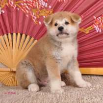 Щенки Акита-ину, в Москве