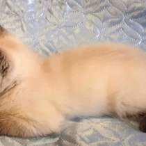 Котик британец котята-домашние любимцы, в Краснодаре