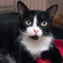 Храбрая Вероника, в Москве