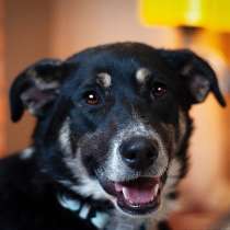 Ласточка — очаровательная собака в дар, в Москве