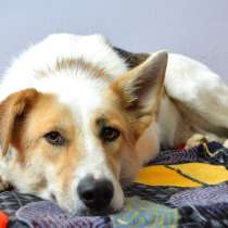 Собака ищет дом, в Электростале