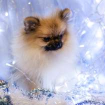 Шпиц девочка медвежонок, в Москве