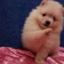 Померанский шпиц -две миниатюрные девочки, в Солнечногорске