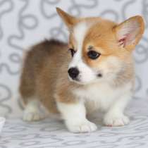 Корги Курган, в Кургане