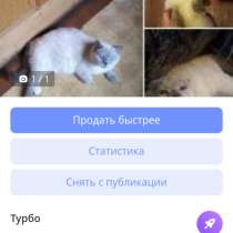 Отдадим в хорошую семью кошку породистая, в Москве