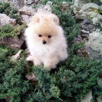 Шпиц Новый Уренгой, в Новом Уренгое