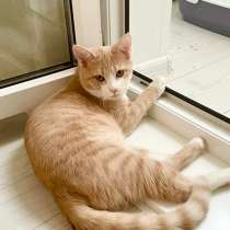 Рыжий котенок - подросток Бантик в добрые руки, в г.Москва