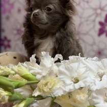 Щенок Чихуахуа, в Москве