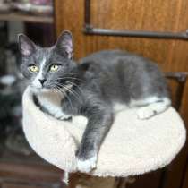 Котик красавец ищет хозяина, в Одинцово