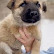 Собака в добрые руки, в Новосибирске