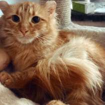 Пушистая рыжая вислоухая кошка Карелия в дар, в Москве
