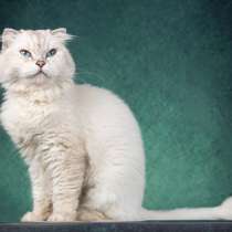 Хайленд фолд серебристая шиншилла Океания в добрые руки, в Москве