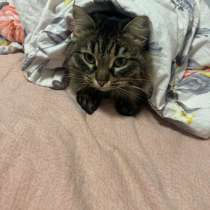 Кошка, в Березовский