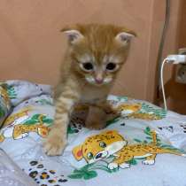 Шотландские котята, в Батайске