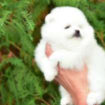 Щенки Шпица, в Екатеринбурге