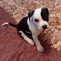 Продаю щенков амстаффа, в Москве