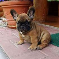 Французский бульдог Орел, в Орле