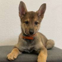 Малышки Мася и Чита ищут хозяев!, в Москве