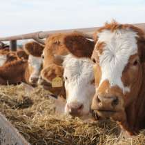 Коровы бычки телята Липец, в Липецке