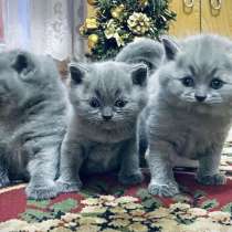 Голубые британские котята, в Чебоксарах