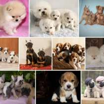 Питомник щенков Владивосток, в Владивостоке