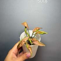 Сингониумы сортовые, в Москве