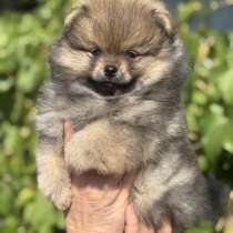 Pomeranian Spitz. Boy, в г.Гамбург